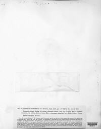 Calogaya saxicola image